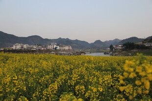 春日油菜花海田园风光