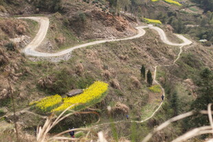 山间蜿蜒公路与金黄花海