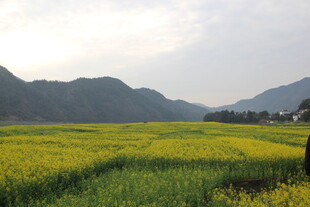 春日油菜花海田园风光