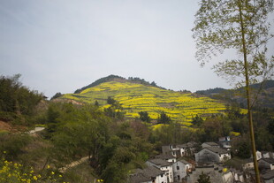 山村春日油菜花田美景