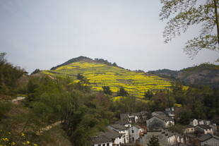 山村春色 金黄花海映村落