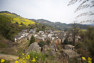 山村春色 黄花点缀村落