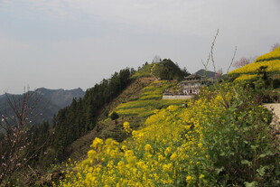 山间油菜花海美景