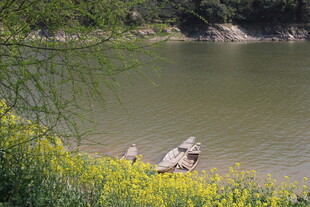 湖畔黄花与水中枯木