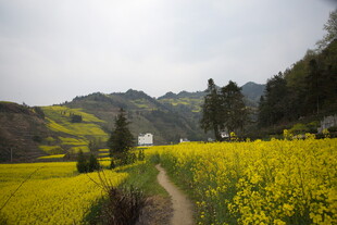 春日乡间油菜花田美景