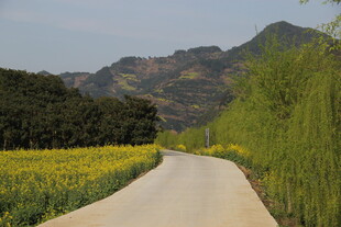 乡间小路旁的金黄田野