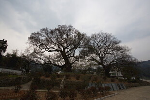 冬日路旁光秃树木景观