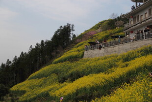 山坡油菜花与建筑美景
