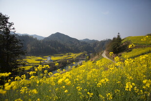 山间油菜花海美景