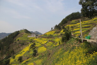 山间油菜花海美景