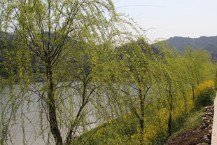 湖畔垂柳伴黄花美景