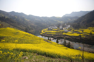 山间油菜花海中的村落