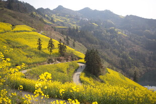 山间油菜花海中的蜿蜒小路