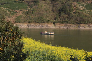 湖畔油菜花与行船美景
