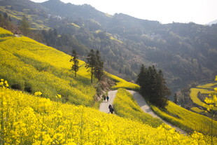 山间油菜花海蜿蜒小路