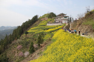 山坡油菜花海中的游人