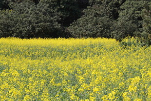 金黄油菜花田 春意盎然