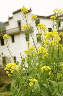 婺源白墙前绽放的金黄油菜花