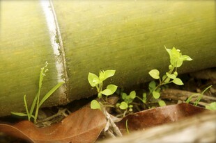 婺源墙角新绿初绽