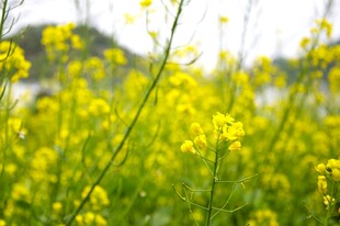 婺源春日油菜花田美景