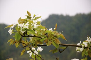 婺源枝头绽放的嫩绿与白花