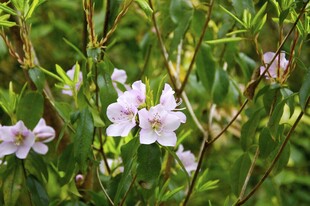 婺源绽放的粉色野花