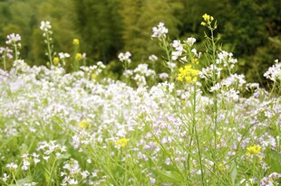 婺源春日烂漫野花盛放图景