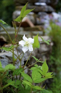 婺源溪边绽放的白色娇艳小花