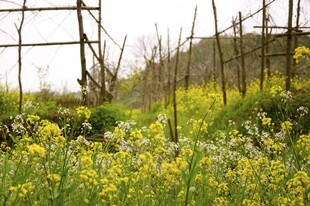 婺源田野间的脚手架与烂漫花丛