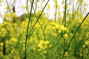 婺源春日油菜花田美景