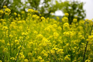 婺源春日油菜花田美景