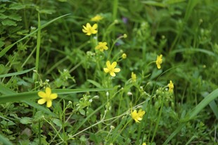 婺源草丛中的黄色小花