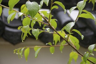 婺源嫩绿枝叶特写