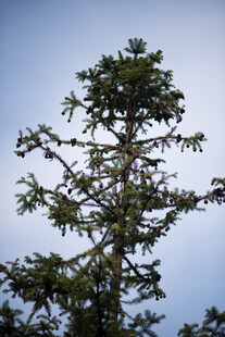 婺源挺拔松树于蓝天之下