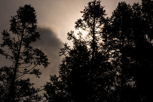 婺源夕阳下的树木剪影