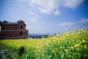 婺源乡村田野中的红砖房屋