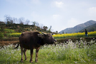 婺源田野间的水牛与美丽风光