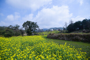 婺源金黄油菜花田的田园风光