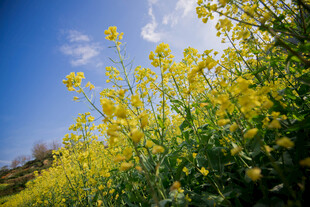 婺源金黄油菜花田映蓝天