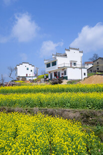 婺源田园风光中的白房与油菜花