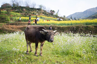 婺源田野间的水牛与田园风光