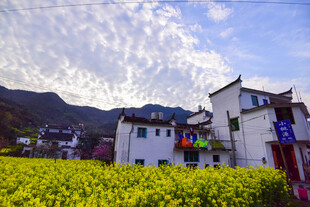 婺源春日乡村美景 油菜与民居