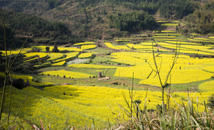 婺源金黄梯田油菜花海美景