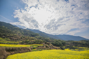 婺源山间油菜田 蓝天白云景