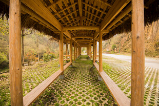 婺源木质长廊下的整齐绿植