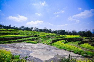 婺源美丽梯田田园风光景色