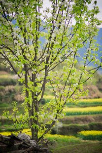 婺源春日树景 田野绿意盎然