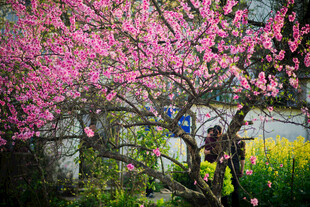 婺源春日繁花下的烂漫景致