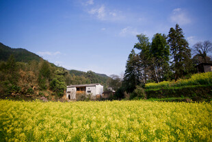 婺源金黄田野中的乡村小屋