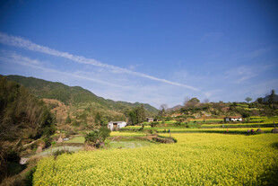婺源田园风光中的翠绿田野